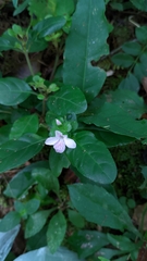 Stenandrium mandioccanum