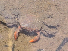 Paracleistostoma wardi