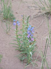 Penstemon angustifolius caudatus