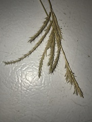 Bothriochloa ischaemum