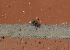 Euparius marmoreus