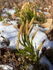 Dendrolycopodium hickeyi
