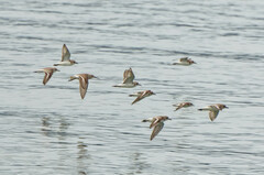 Calidris ferruginea