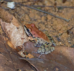 Thoropa miliaris