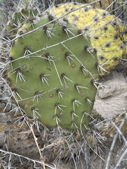 Opuntia semispinosa