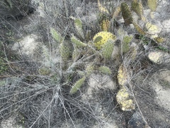 Opuntia semispinosa