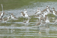 Calidris ruficollis