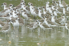 Calidris ruficollis