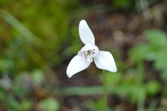 Codonorchis lessonii