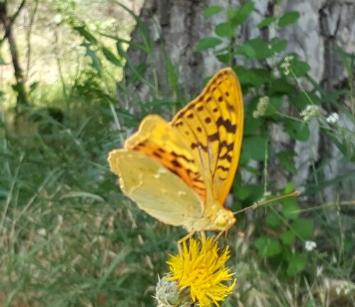 Cardinal Butterfly