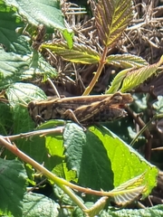 Calliptamus madeirae