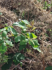 Calliptamus madeirae