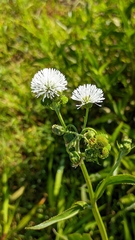 Gymnocoronis spilanthoides