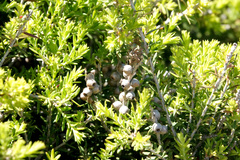 Melaleuca lanceolata