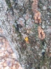 Calocera cornea