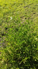 Gymnocoronis spilanthoides