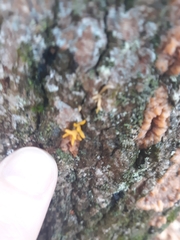 Calocera cornea