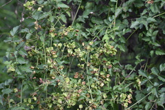 Serjania brachycarpa