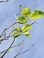 Ehretia dicksonii