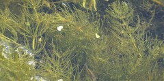 Ceratophyllaceae