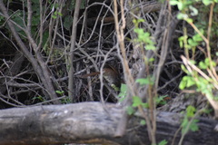 Toxostoma longirostre