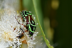 Eupoecila australasiae