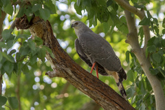Geranospiza caerulescens