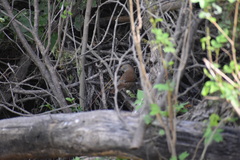 Toxostoma longirostre