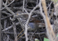 Toxostoma longirostre