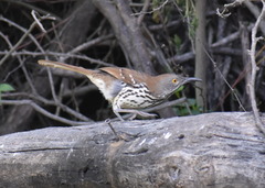 Toxostoma longirostre