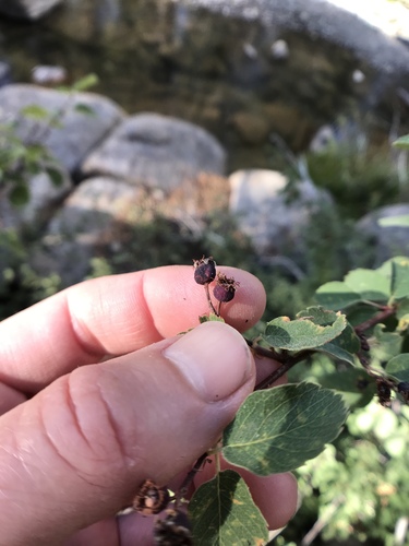 Utah Serviceberry