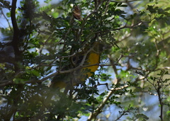 Icterus gularis × graduacauda