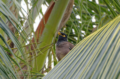Acridotheres tristis tristis