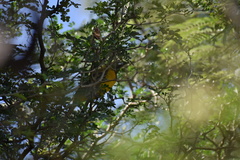 Icterus gularis × graduacauda