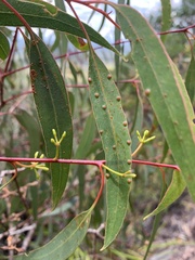 Eucalyptus kabiana