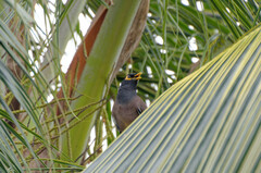 Acridotheres tristis tristis