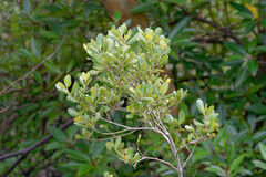 Avicennia marina