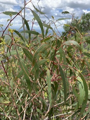 Eucalyptus kabiana