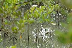 Rhizophora apiculata