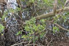 Avicennia marina