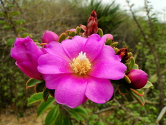 Pereskia grandifolia