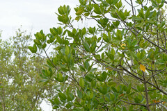 Rhizophora apiculata