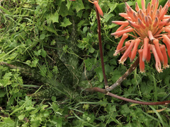 Aloe maculata