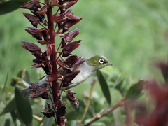 Zosterops lateralis lateralis
