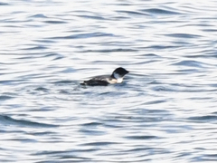 Synthliboramphus antiquus