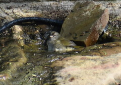 Arremonops rufivirgatus