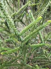 Melaleuca squarrosa