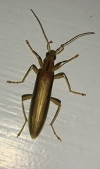 Thelyphassa lineata