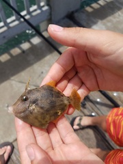 Monacanthus ciliatus