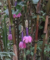 Passiflora cumbalensis